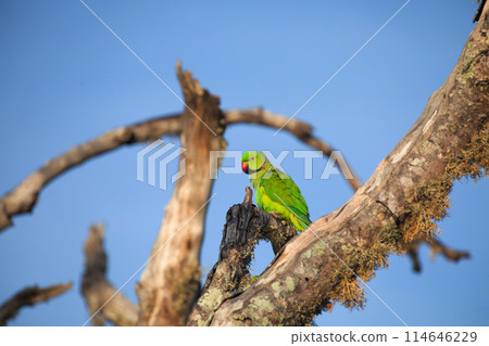 Rose-Ringed Parakeet in tree. (Psittacula Krameri) Rose-Ringed Parakeet in tree. (Psittacula Krameri) 114646229