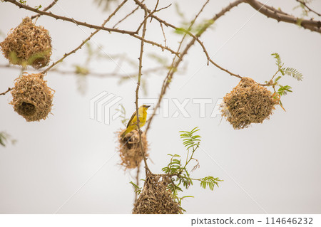 Weaver bird (weaver finches) building nest 114646232