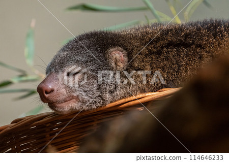 cute wild bear cuscus aulirops ursinus arboreal against blure background. cute wild bear cuscus aulirops ursinus arboreal against blure background. 114646233