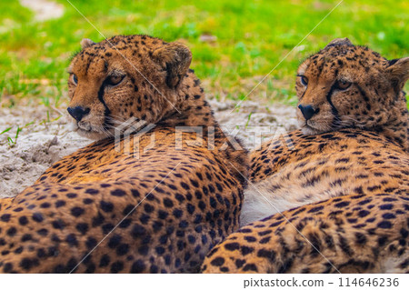 two cheetahs are resting nearby on the green grass, close up two cheetahs are resting nearby on the green grass, close up 114646236
