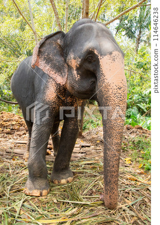 large Asian elephant with specific skin color, large Asian elephant with specific skin color, 114646238