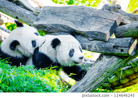cheerful playing pandas on green lawn 114646245