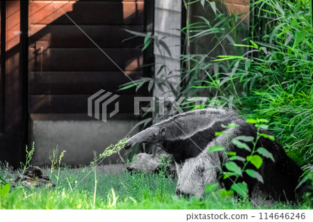 Myrmecophaga tridactyla, Giant anteater Myrmecophaga tridactyla, Giant anteater 114646246