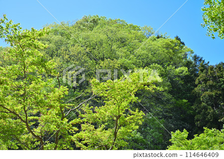 鐮北湖，鮮綠的湖畔，從長廊欣賞春天的景色 114646409