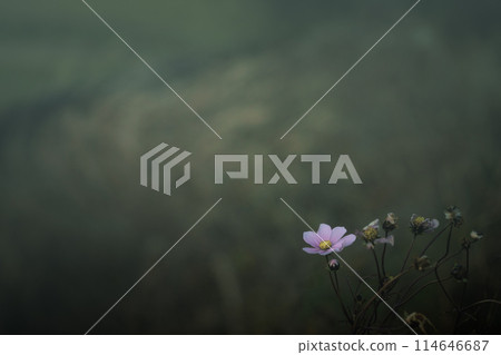 Winter cosmos withered Winter cosmos withered 114646687
