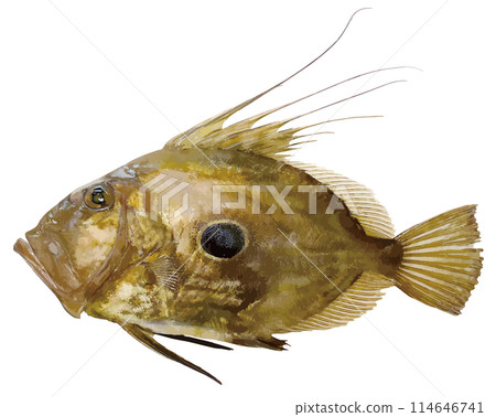 A realistic cut-out illustration of a large-mouthed predator John Dory fish on a white background. 114646741