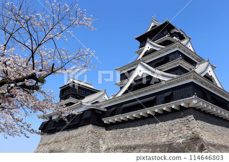 熊本城櫻花和天守閣 熊本城櫻花和天守閣 114646803
