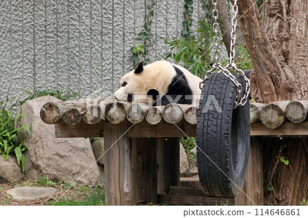 Panda Panda 114646861