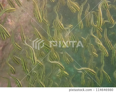 Gonzui swimming in a group in the sea 114646980