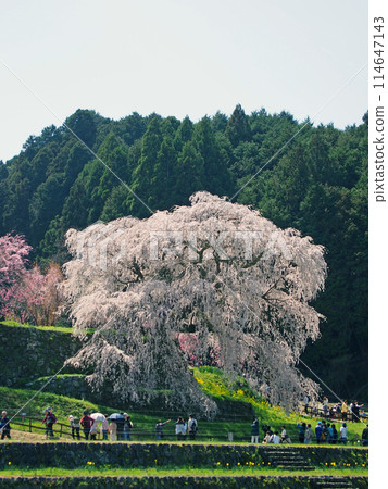 Matabei Sakura 114647143