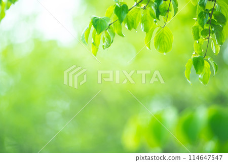 清新的春芽新綠 114647547