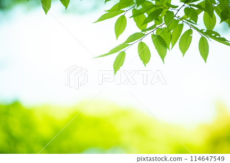 Refreshing spring sprouts Fresh green Refreshing spring sprouts Fresh green 114647549