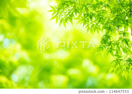 清新的春芽新綠 清新的春芽新綠 114647553