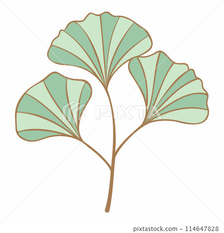Ginkgo biloba branch with leaves mint green and gold color. Minimalist Style. For design of logo, invitation, posters, postcard, prints on t-Shirts. Ginkgo biloba branch with leaves mint green and gold color. Minimalist Style. For design of logo, invitation, posters, postcard, prints on t-Shirts. 114647828