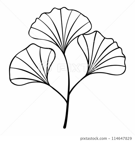 Ginkgo biloba branch with leaves hand drawn contour line. Minimalist Style. For design of logo, invitation, posters, postcard, prints on t-Shirts. 114647829