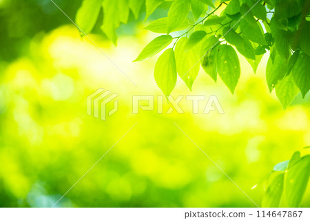 清新的春芽新綠 114647867