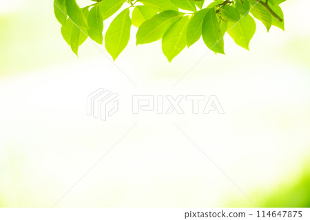 Refreshing spring sprouts Fresh green 114647875