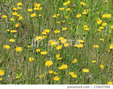 春天田野裡盛開的黃色布塔納花 春天田野裡盛開的黃色布塔納花 114647886