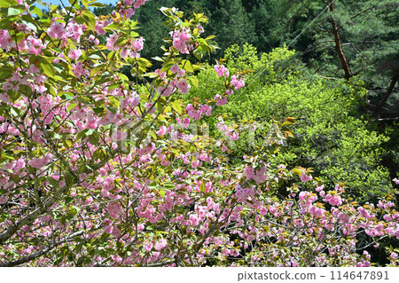 鐮北湖，雙櫻花盛開，新綠的湖畔，從長廊看，春天的景色 114647891