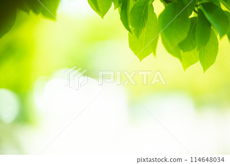 清新的春芽新綠 清新的春芽新綠 114648034