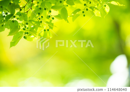 Refreshing spring sprouts Fresh green 114648040