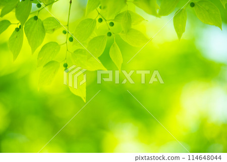 Refreshing spring sprouts Fresh green Refreshing spring sprouts Fresh green 114648044