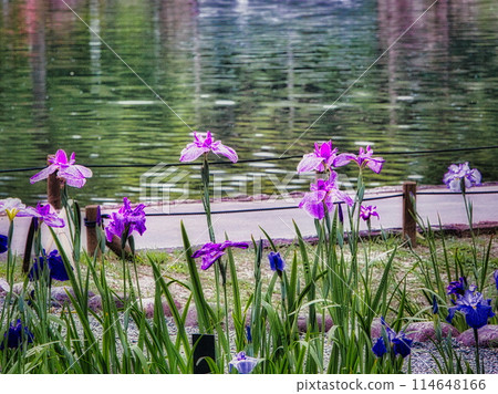 雨季時節，日本庭園裡的菖蒲、鳶尾花盛開。 114648166