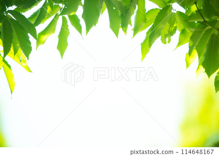 清新的春芽新綠 清新的春芽新綠 114648167