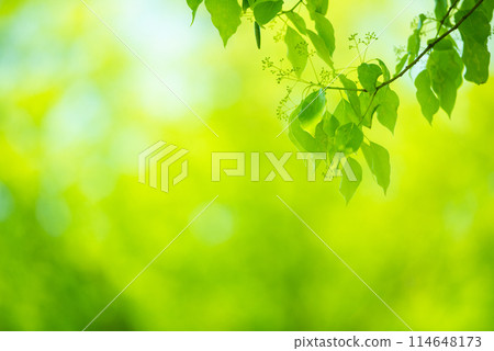 清新的春芽新綠 114648173