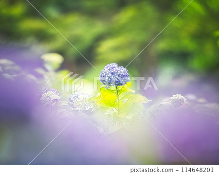 When the rainy season begins, the flower beds in the park become colorful with hydrangeas. 114648201