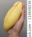 Closeup lady hand holding yellowish organic riped durian isolated on grey background, Southeast asia tropical smell fruit 114648236
