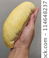 Closeup lady hand holding yellowish organic riped durian isolated on grey background, Southeast asia tropical smell fruit 114648237