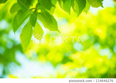 Refreshing spring sprouts Fresh green Refreshing spring sprouts Fresh green 114648270