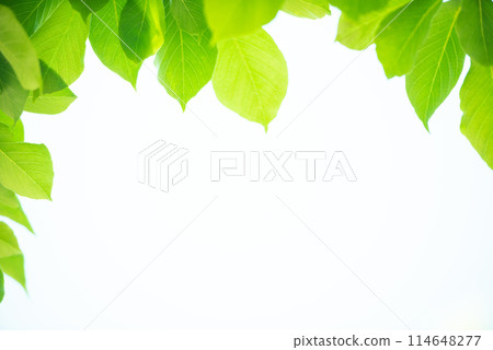 清新的春芽新綠 114648277