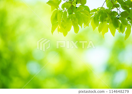 清新的春芽新綠 114648279