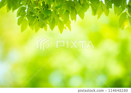 Refreshing spring sprouts Fresh green Refreshing spring sprouts Fresh green 114648280