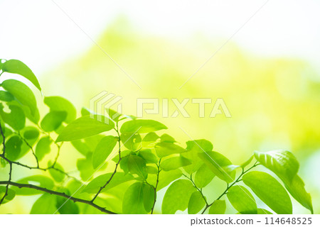 清新的春芽新綠 清新的春芽新綠 114648525