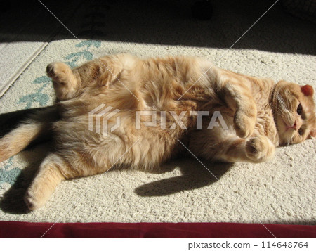 Stomach bullion cat Stomach bullion cat 114648764