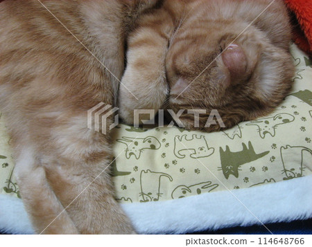 A cat that sleeps with its face hidden 114648766