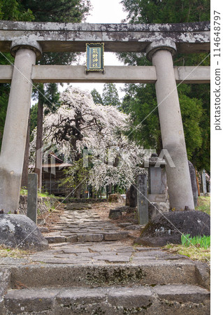 Edohigan at Kumano Shrine, Kaminoyama City, Yamagata Prefecture 114648797
