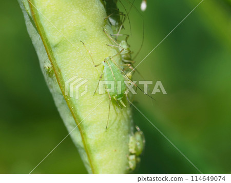 Aphids Aphids 114649074