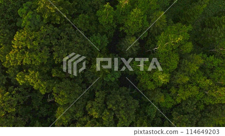 “Shiretoko no Mori”用無人機從天空射擊(靠近Iwaobetsu溫泉/北海道斜裡郡斜裡町) “Shiretoko no Mori”用無人機從天空射擊(靠近Iwaobetsu溫泉/北海道斜裡郡斜裡町) 114649203