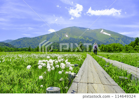 A woman walking along a boardwalk lined with blooming cotton grass A woman walking along a boardwalk lined with blooming cotton grass 114649324