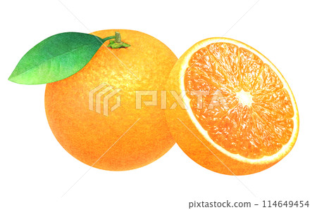 Hand-drawn illustration of fresh oranges with leaves and oranges cut in half. Fresh fruit material. Hand-drawn illustration of fresh oranges with leaves and oranges cut in half. Fresh fruit material. 114649454