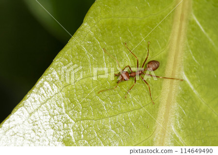 red ant is stay on nature green leaf red ant is stay on nature green leaf 114649490