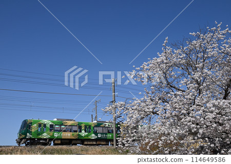 Tea Kyoto Train 114649586