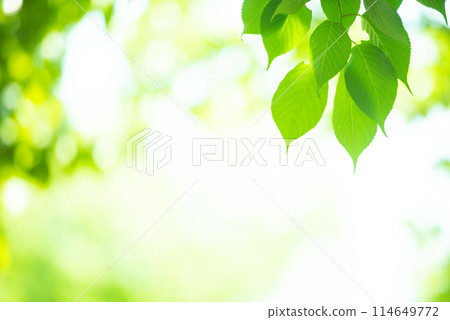 清新的春芽新綠 114649772