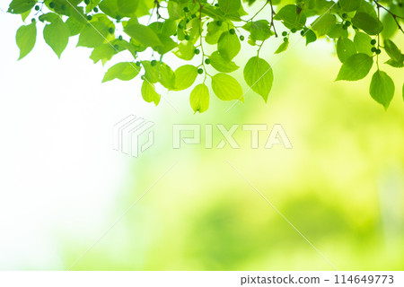 清新的春芽新綠 清新的春芽新綠 114649773