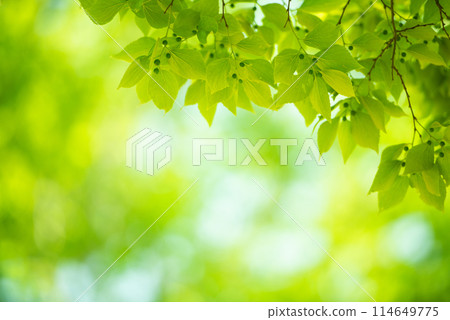 清新的春芽新綠 清新的春芽新綠 114649775