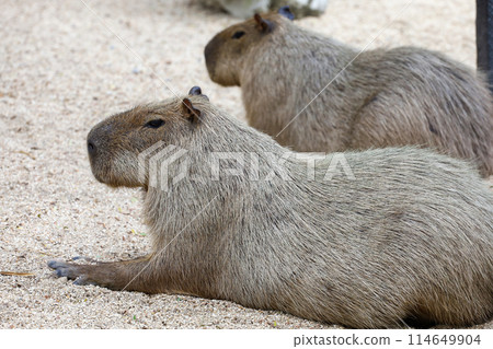 The capybara is biggest rat and cute animal 114649904